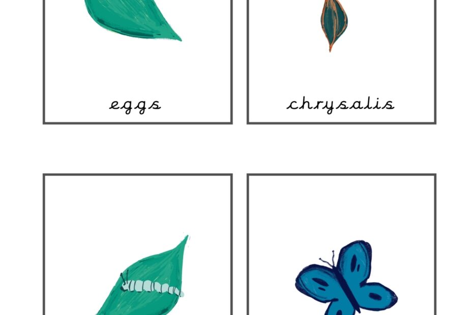 Butterfly Life Cycle Flash Cards