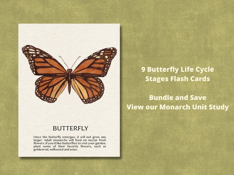 Butterfly Life Cycle Flash Cards Lifecycle Of A Monarch Printable Etsy Butterfly Life Cycle Flash Cards Lifecycle Of A Monarch Printable Etsy