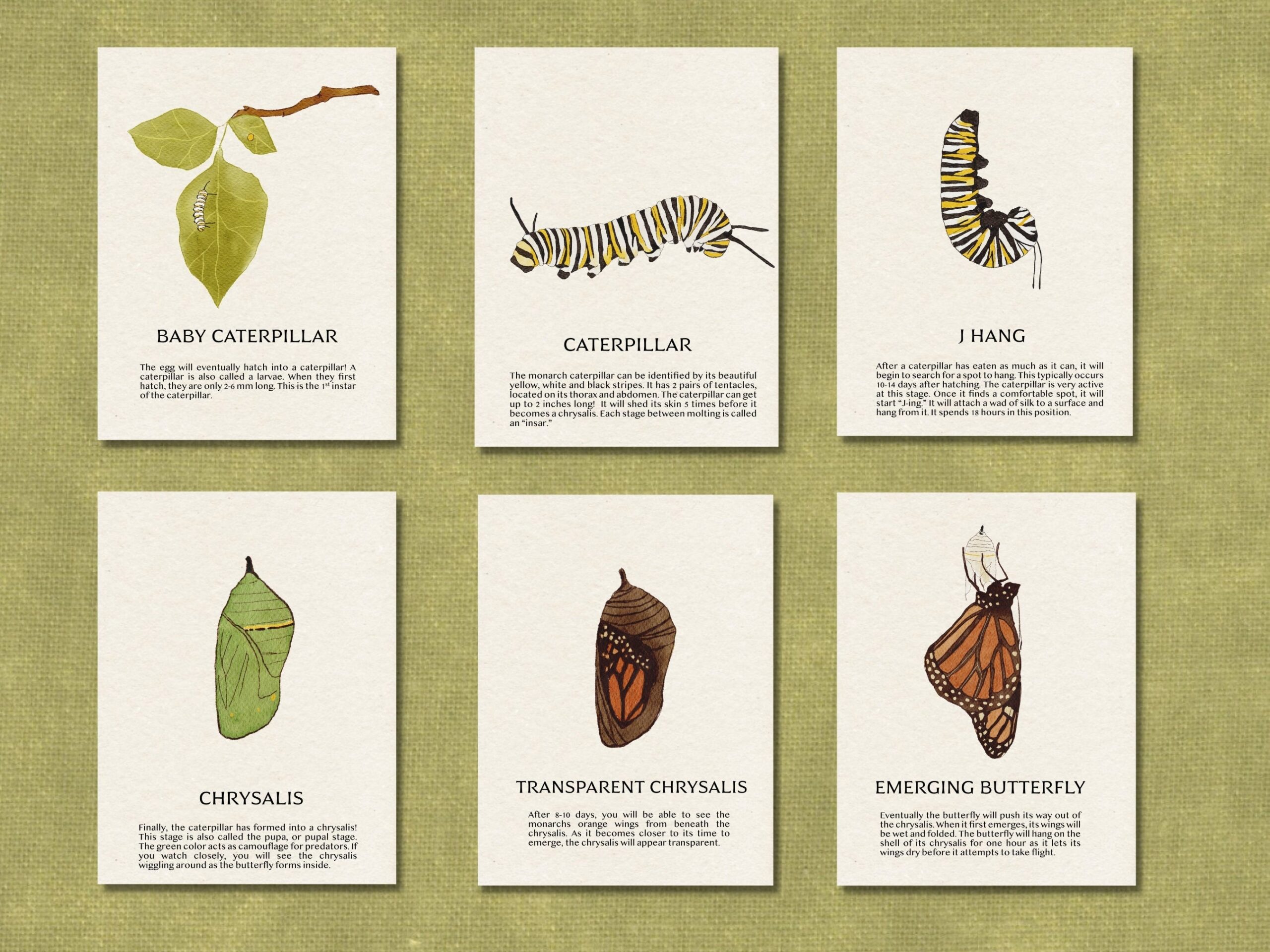 Butterfly Life Cycle Flash Cards Lifecycle Of A Monarch Printable Etsy Butterfly Life Cycle Flash Cards Lifecycle Of A Monarch Printable Etsy