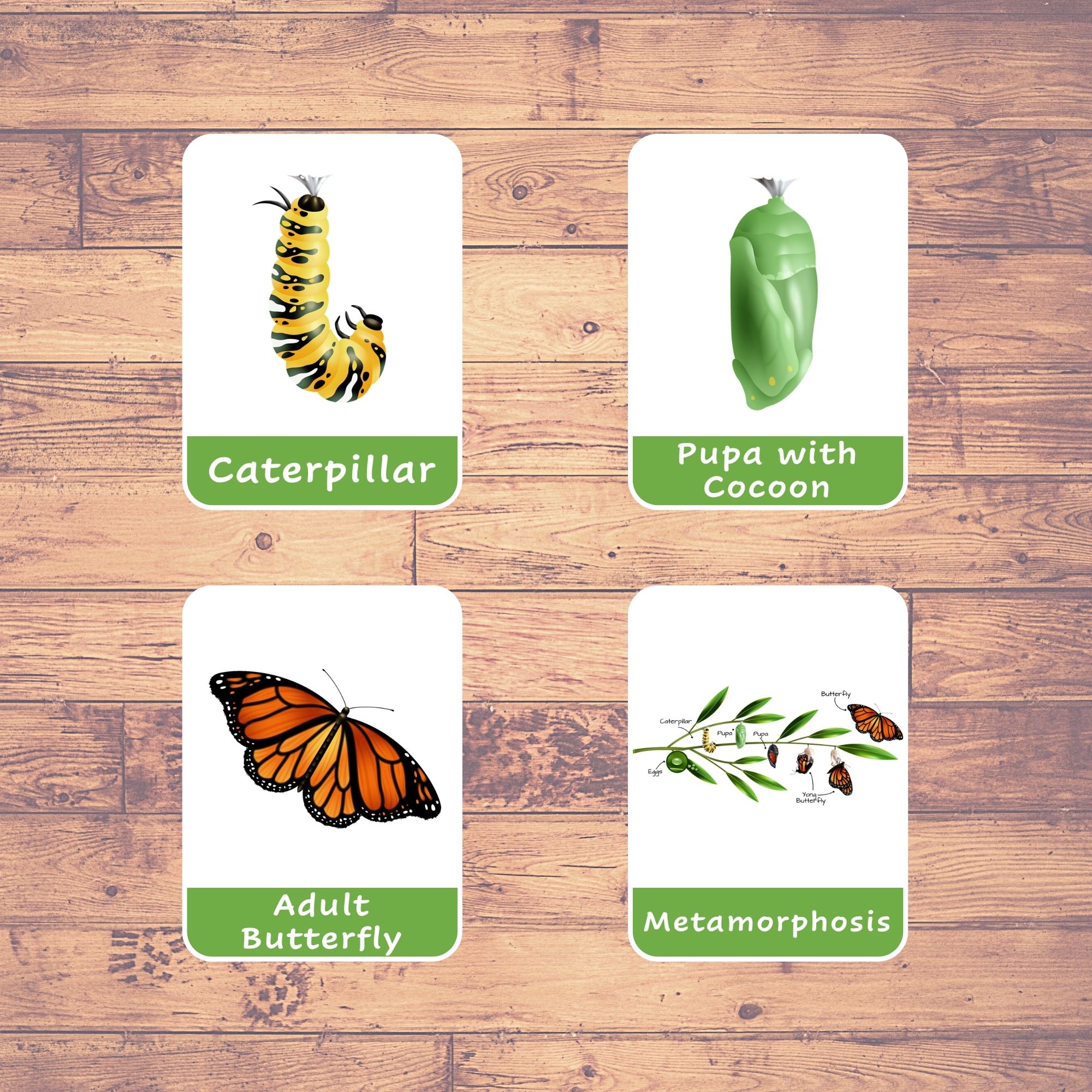 Butterfly Life Cycle Flash Cards Butterfly Life Cycle Flash Cards