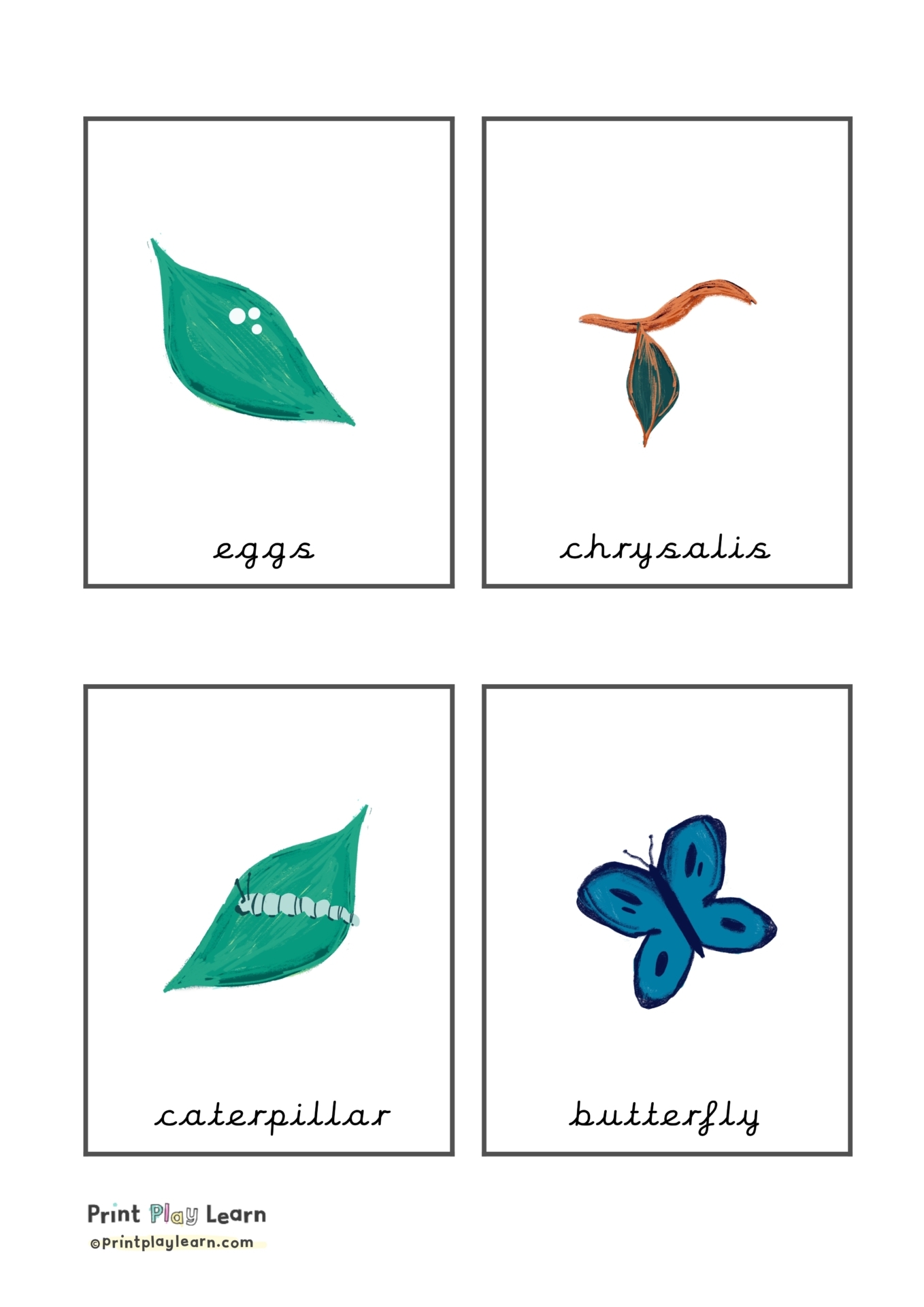 Butterfly Life Cycle Flash Cards Butterfly Life Cycle Flash Cards