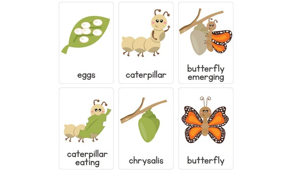 Butterfly Life Cycle Flash Cards Butterfly Life Cycle Flash Cards