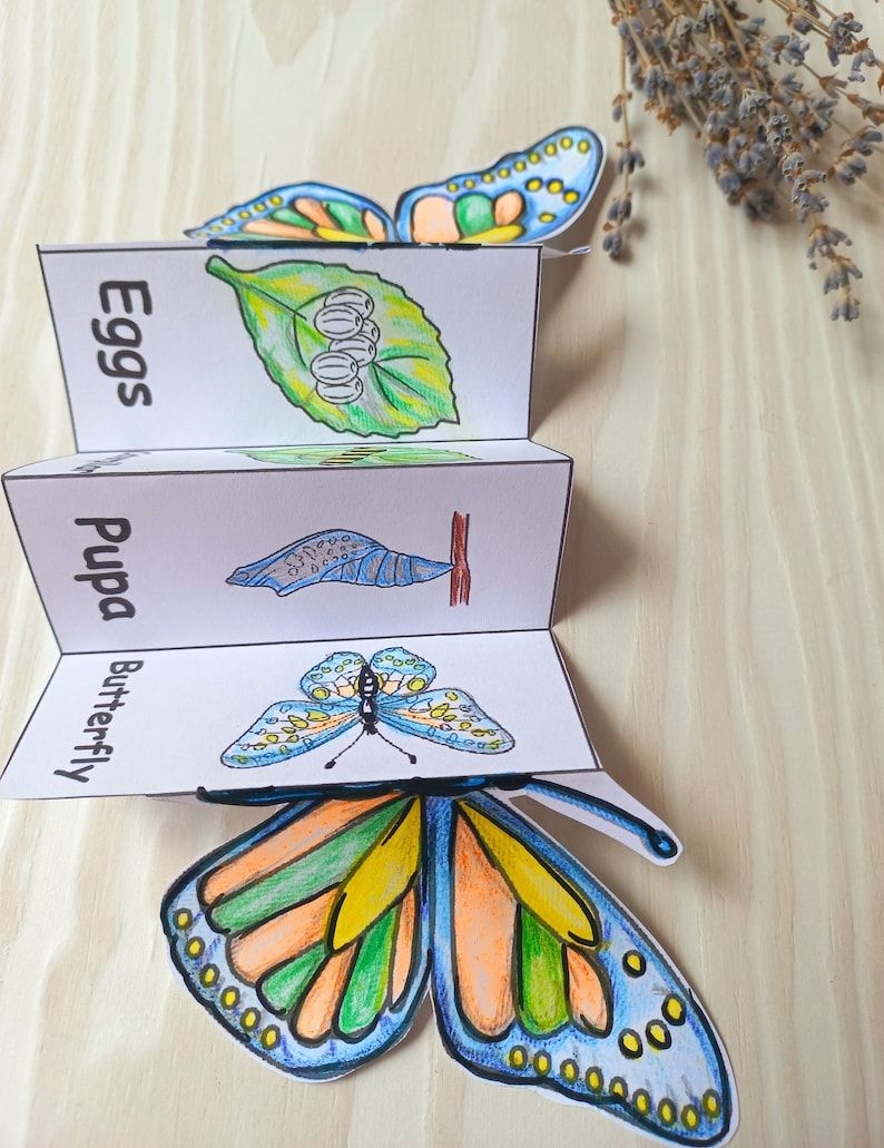 Butterfly Life Cycle Foldable Butterfly Montessori Cards Butterfly Life Butterfly Life Cycle Foldable Butterfly Montessori Cards Butterfly Life