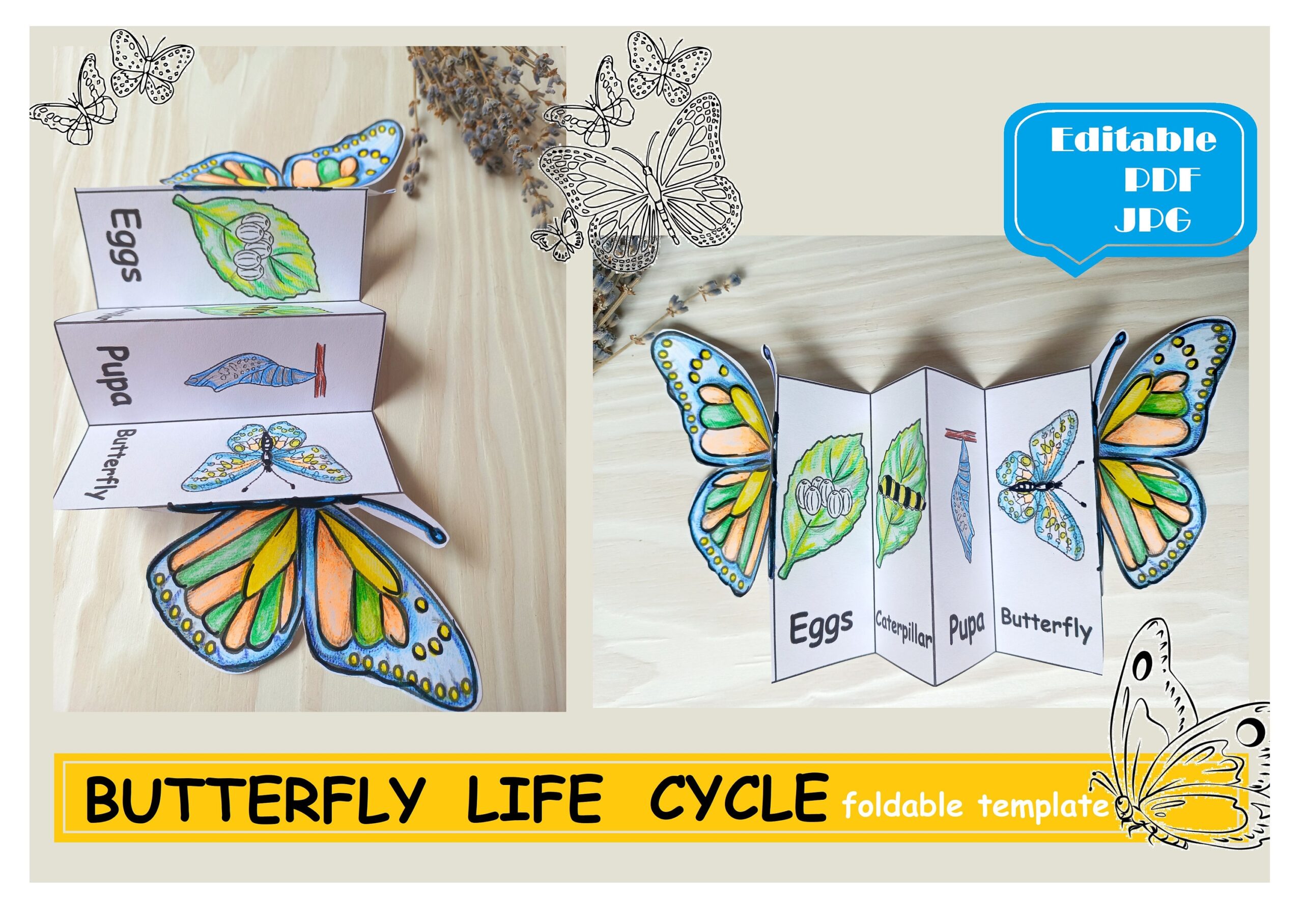 Life Cycle of a Butterfly Book Life Cycle of a Butterfly Book