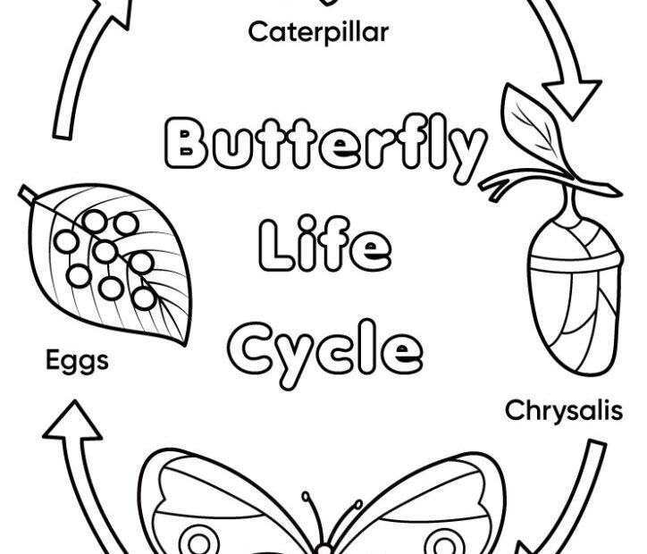 Butterfly Life Cycle Free Printable Printable Templates Bilarasa