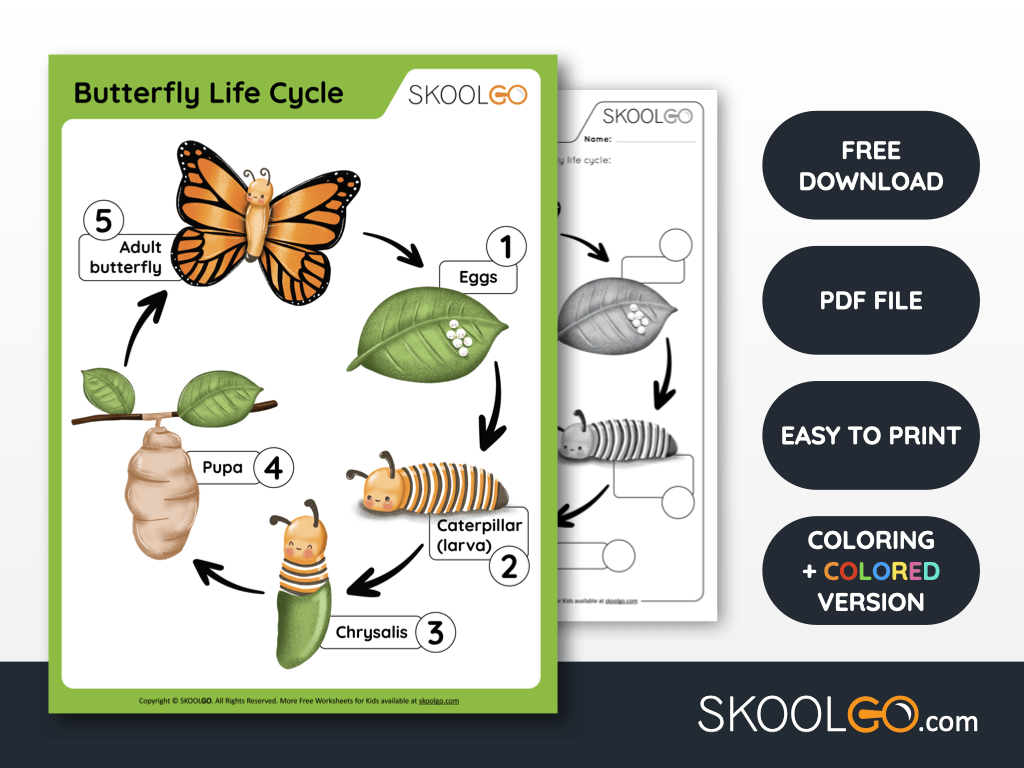 Butterfly Life Cycle Diagram for Kids Butterfly Life Cycle Diagram for Kids