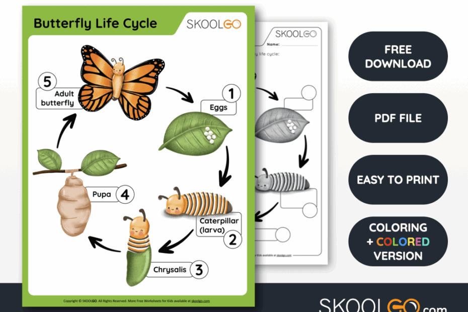 Butterfly Life Cycle Free Worksheet SKOOLGO