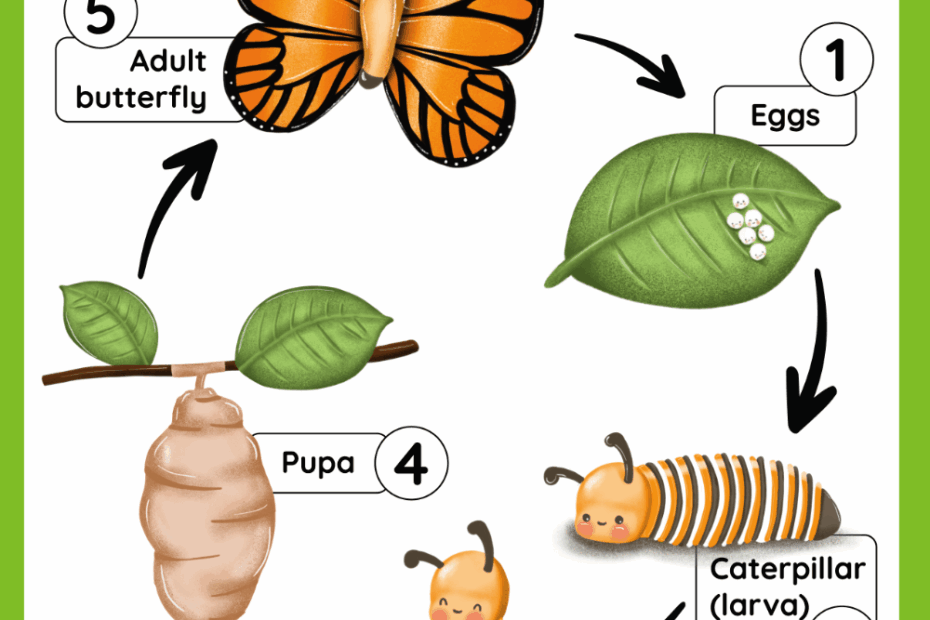 Butterfly Life Cycle Free Worksheet SKOOLGO Butterfly Life Cycle