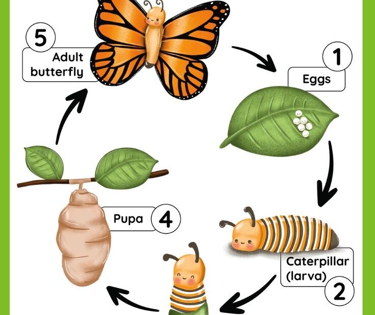 Butterfly Life Cycle Free Worksheet SKOOLGO Butterfly Life Cycle
