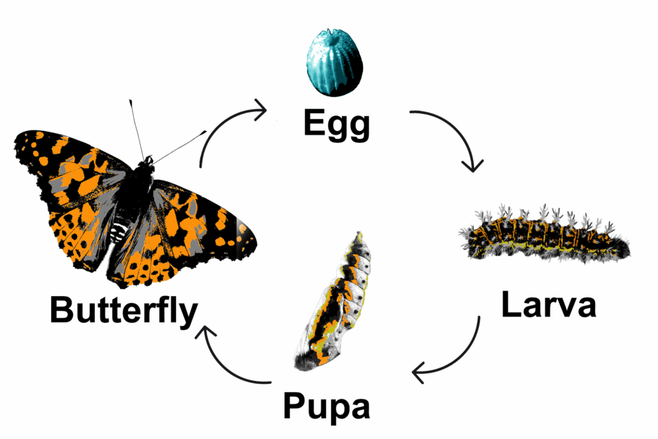 Butterfly Life Cycle How Long 2024 Grier Kathryn