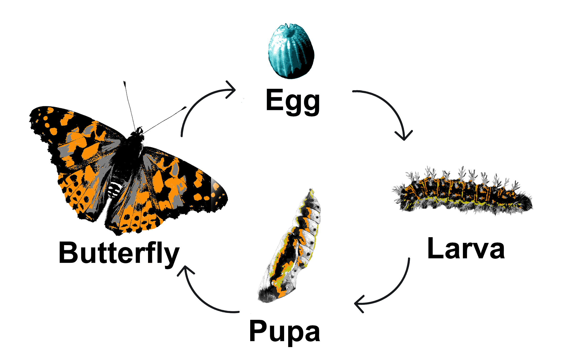 Butterfly Life Cycle How Long 2024 Grier Kathryn