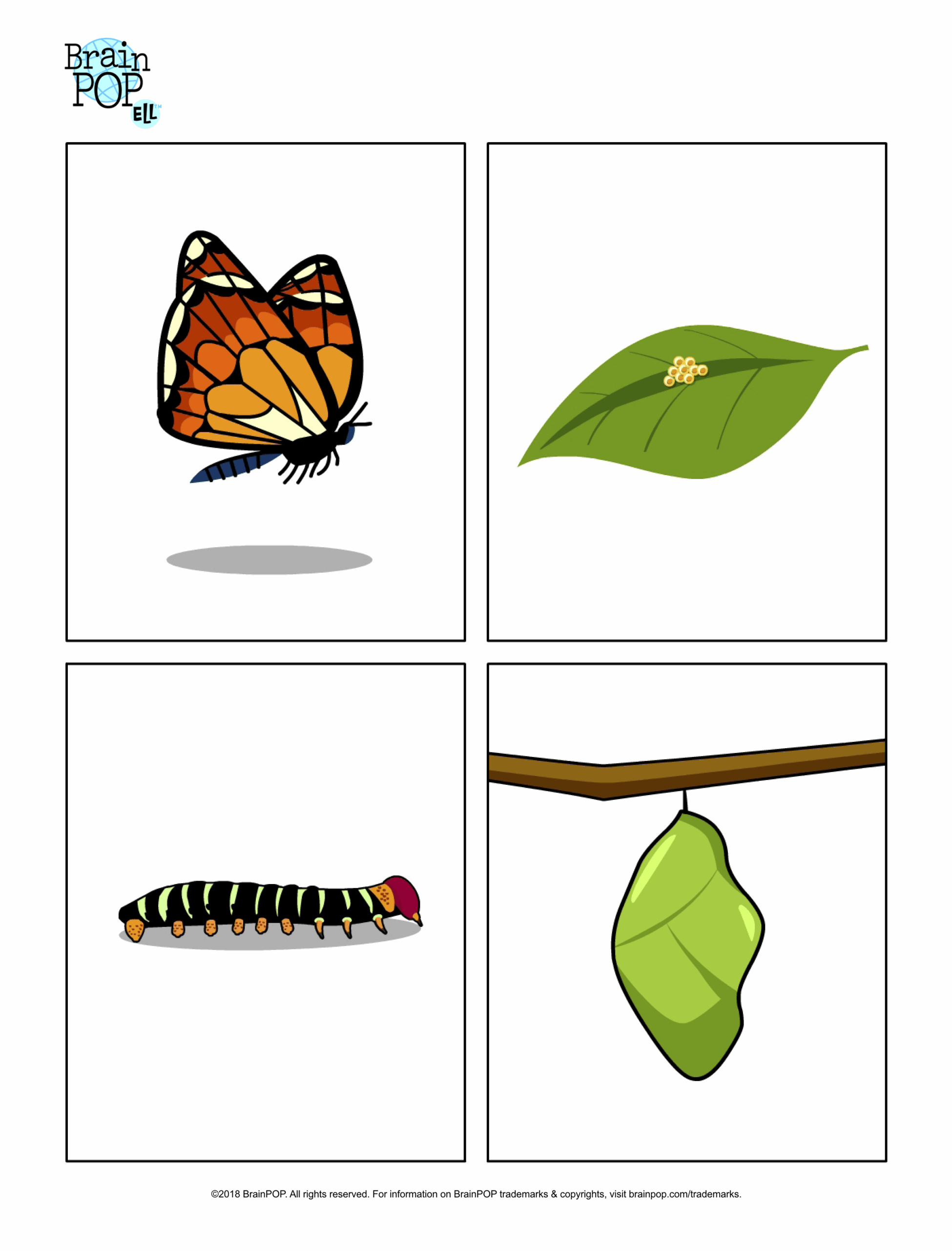 Butterfly Life Cycle Images BrainPOP Educators Butterfly Life Cycle Images BrainPOP Educators