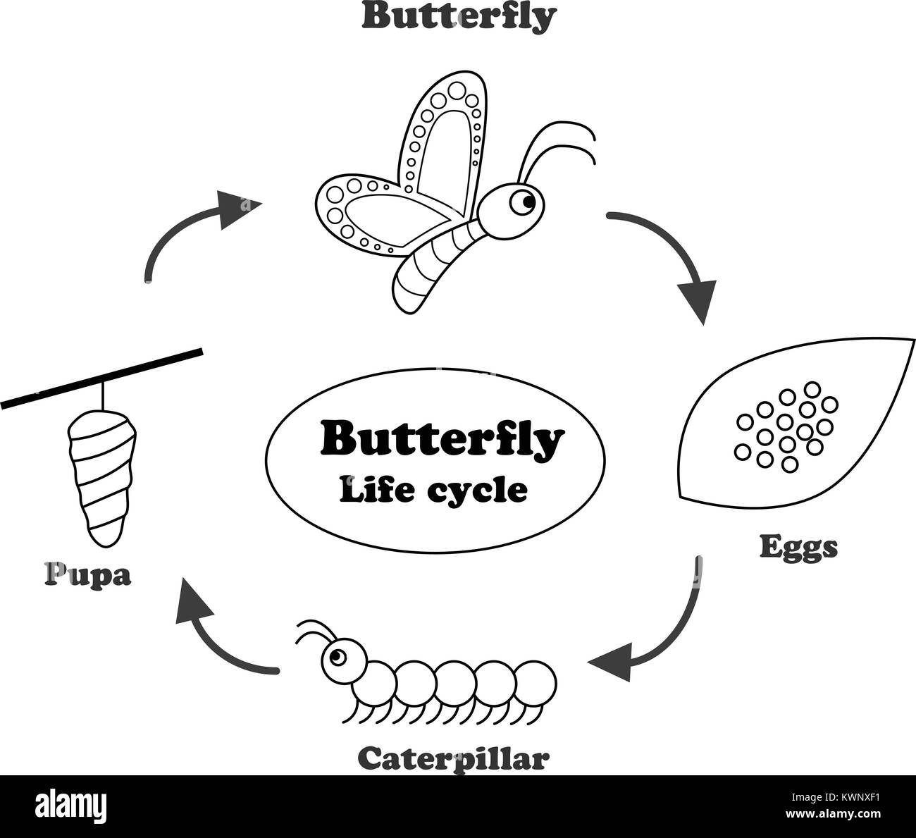 Butterfly Life Cycle In Outline Style For Coloring Vector Stock Butterfly Life Cycle In Outline Style For Coloring Vector Stock