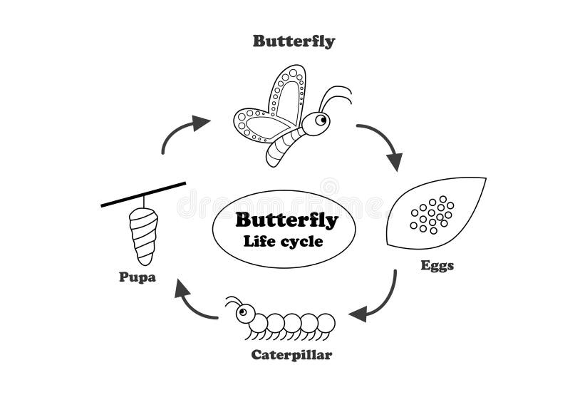 Butterfly Life Cycle In Outline Style Vector Stock Vector Butterfly Life Cycle In Outline Style Vector Stock Vector