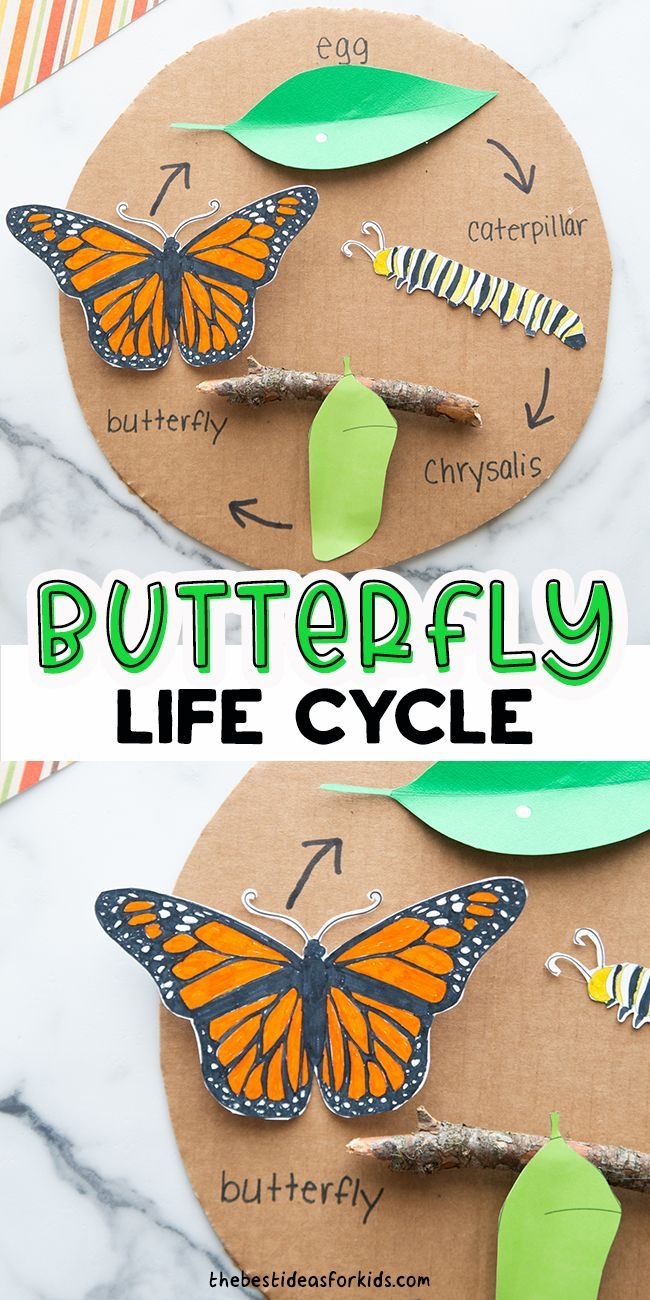 Butterfly Life Cycle Kindergarten Butterfly Life Cycle Kindergarten