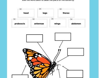 Butterfly Lessons Preschool Butterfly Lessons Preschool