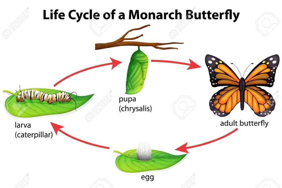 Butterfly Life Cycle Let 39 s Learn