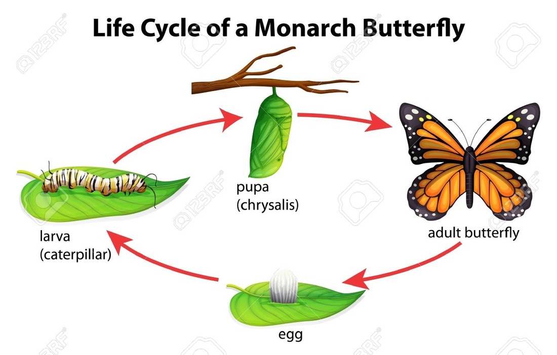 Butterfly Life Cycle Let 39 s Learn Butterfly Life Cycle Let 39 s Learn