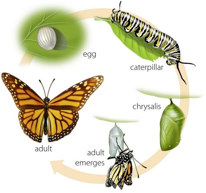 Butterfly Life Cycle Louisville Zoo