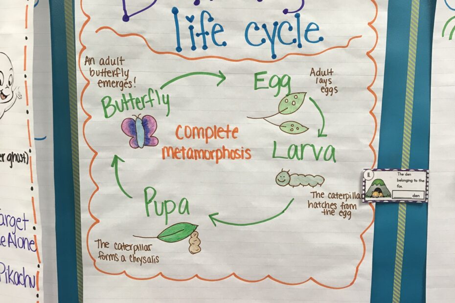 Butterfly Life Cycle Metamorphosis Anchor Charts Life Cycles Bullet