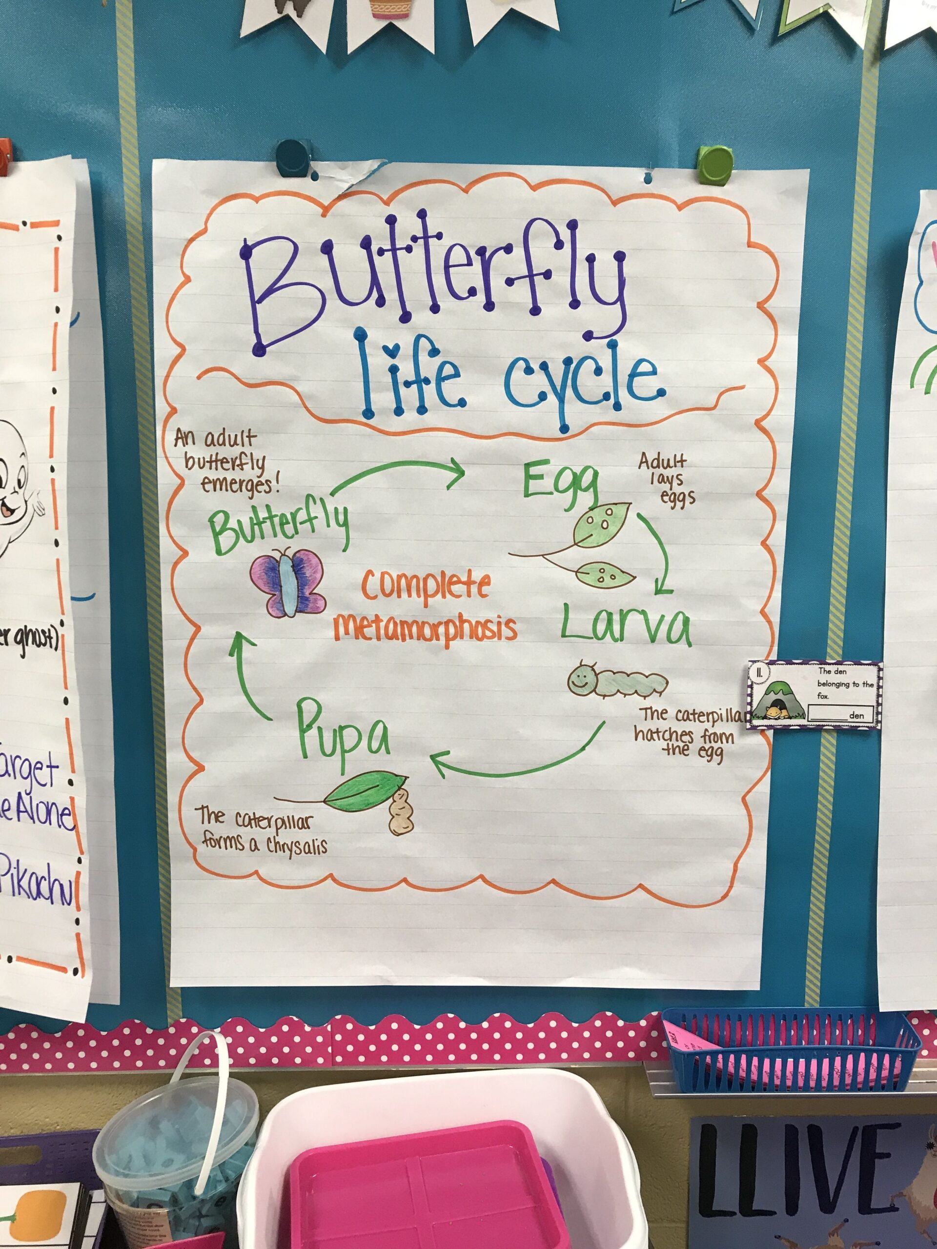 Butterfly Life Cycle Metamorphosis Anchor Charts Life Cycles Bullet Butterfly Life Cycle Metamorphosis Anchor Charts Life Cycles Bullet