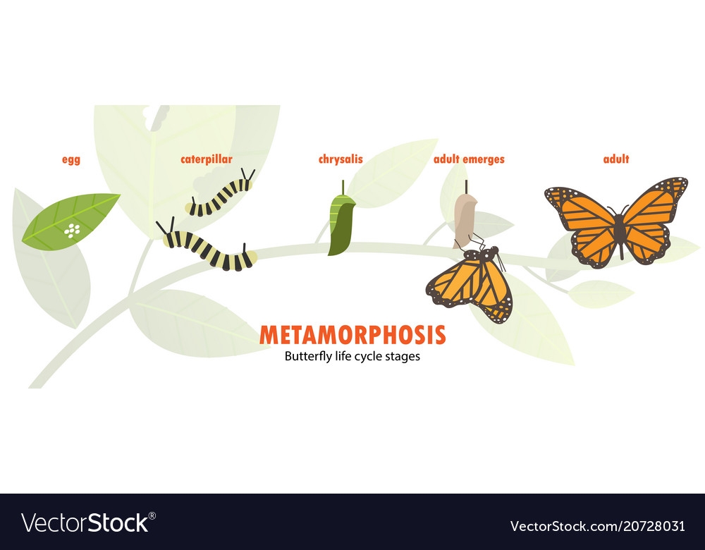 Butterfly Life Cycle Metamorphosis Royalty Free Vector Image Butterfly Life Cycle Metamorphosis Royalty Free Vector Image