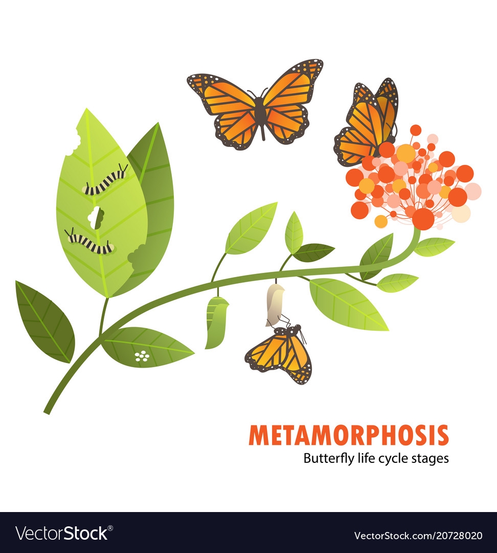 Butterfly Life Cycle Metamorphosis Royalty Free Vector Image Butterfly Life Cycle Metamorphosis Royalty Free Vector Image