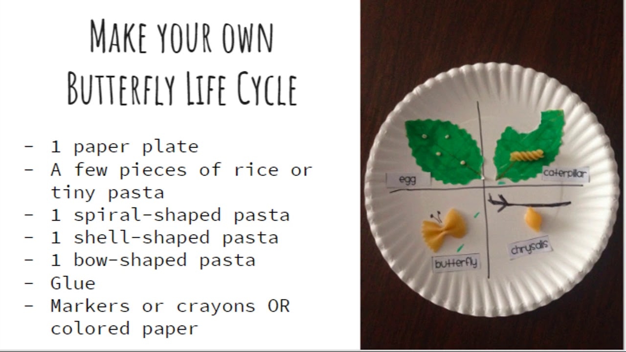 Butterfly Life Cycle Paper Plate Craft 46 OFF Butterfly Life Cycle Paper Plate Craft 46 OFF