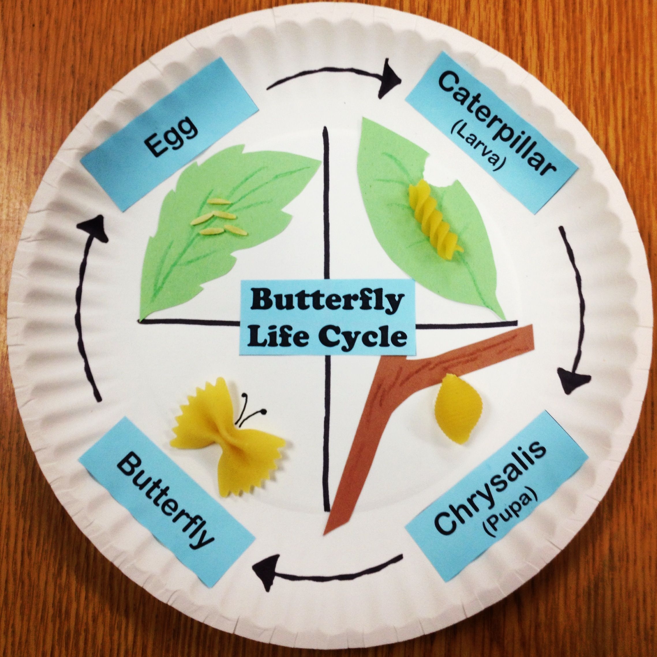 Butterfly Life Cycle Paper Plate Craft Butterfly Life Cycle Craft Butterfly Life Cycle Paper Plate Craft Butterfly Life Cycle Craft