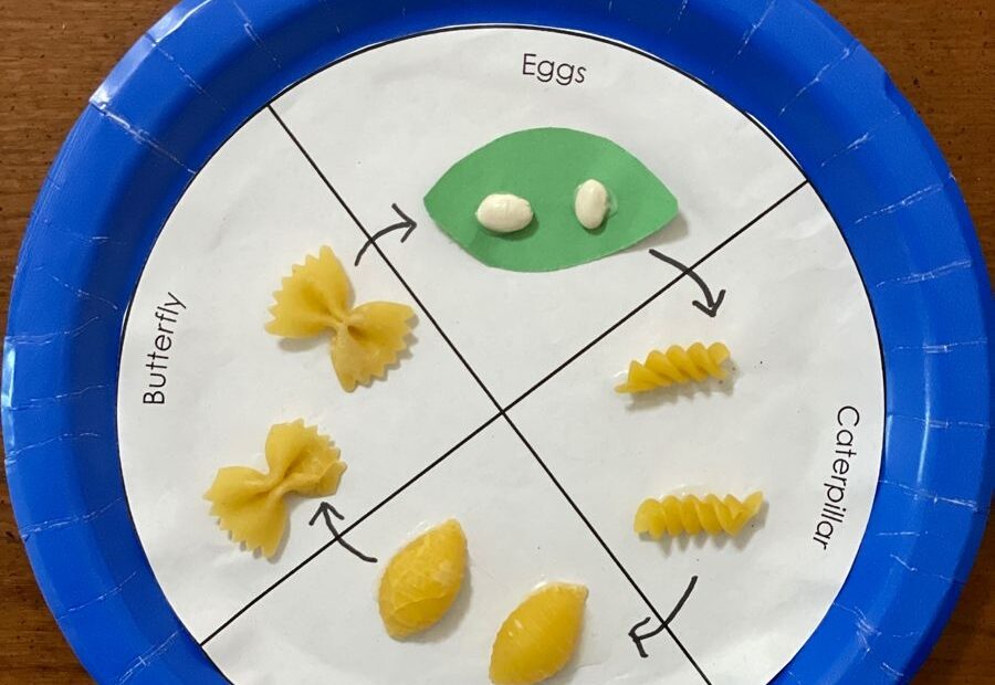 Butterfly Life Cycle Pasta Craft For Preschoolers Love This Super