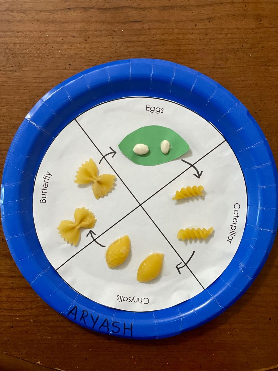 Butterfly Life Cycle Pasta Craft For Preschoolers Love This Super Butterfly Life Cycle Pasta Craft For Preschoolers Love This Super