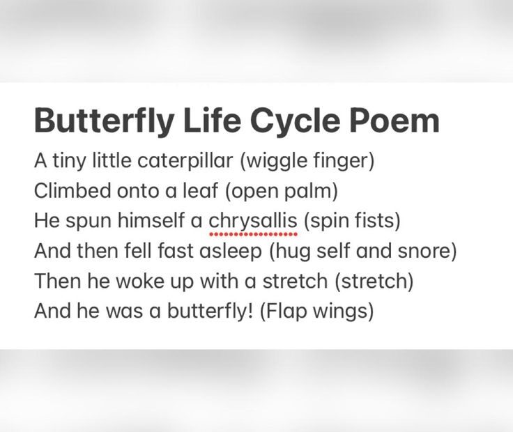 Butterfly Life Cycle Poem