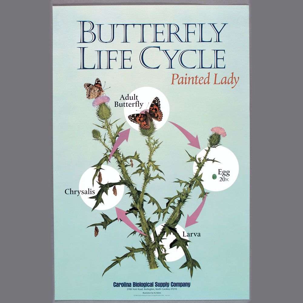 Butterfly Life Cycle Poster Carolina Butterfly Life Cycle Poster Carolina