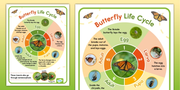 Butterfly Life Cycle Poster Charts Butterfly Life Cycle Posters Life Butterfly Life Cycle Poster Charts Butterfly Life Cycle Posters Life