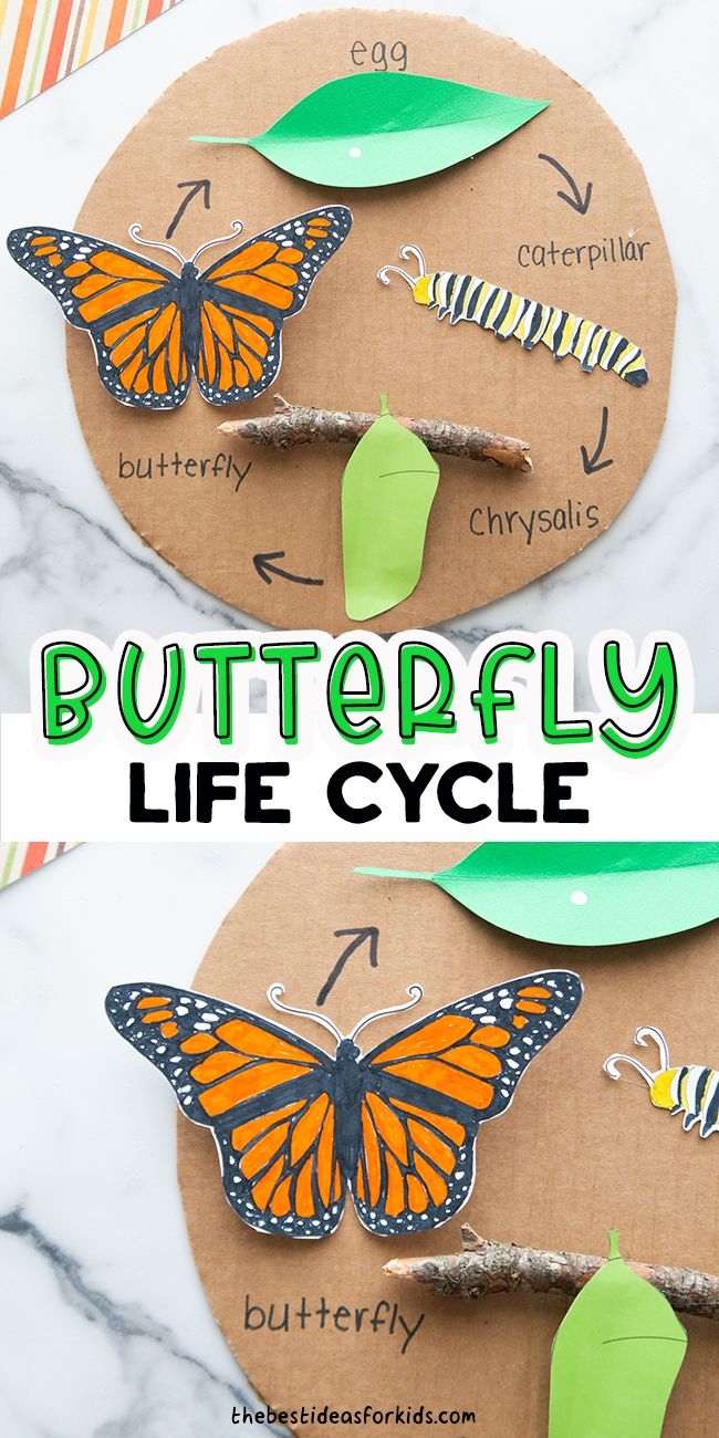 Butterfly Life Cycle Preschool Craft Butterfly Life Cycle Preschool Craft