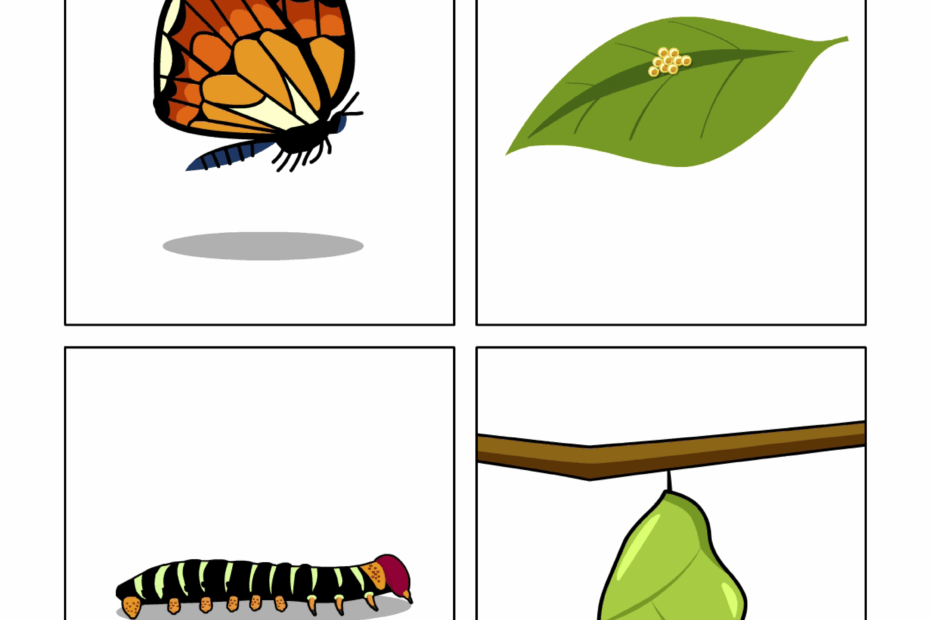 Butterfly Life Cycle Preschool Printable