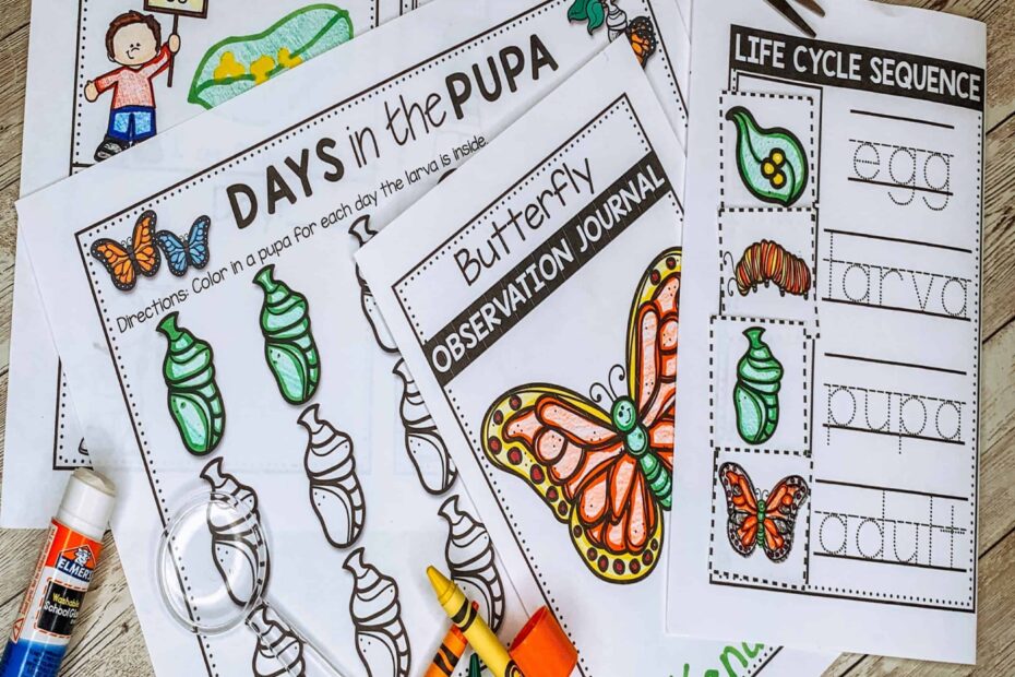 Butterfly Life Cycle Preschool The Primary Parade