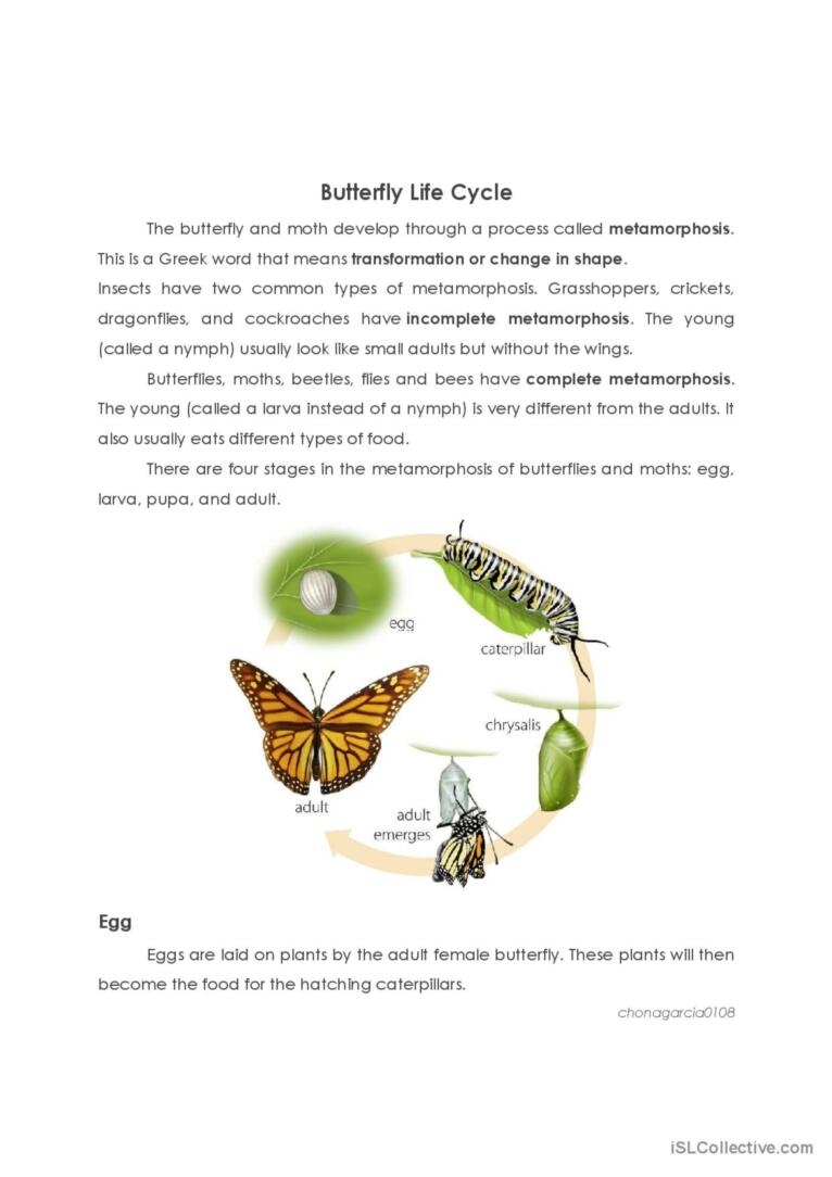 Life Butterfly Cycle ESL Life Butterfly Cycle ESL