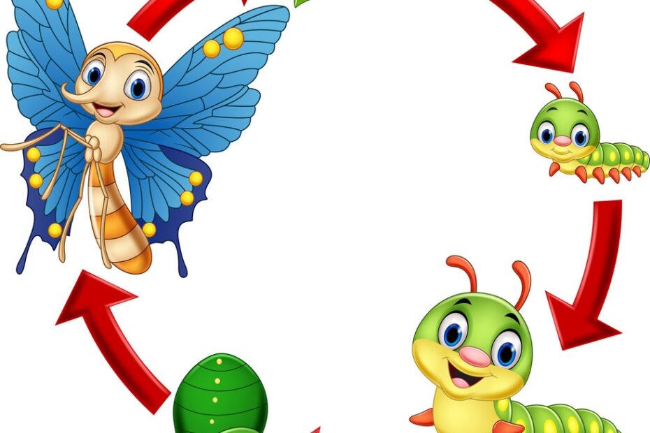 Butterfly Life Cycle Royalty Free Vector Image