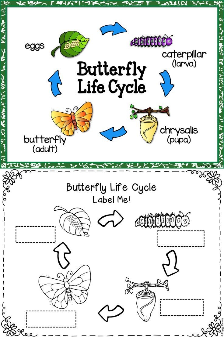 Butterfly Life Cycle Science And Literacy Activities This Is A Great 