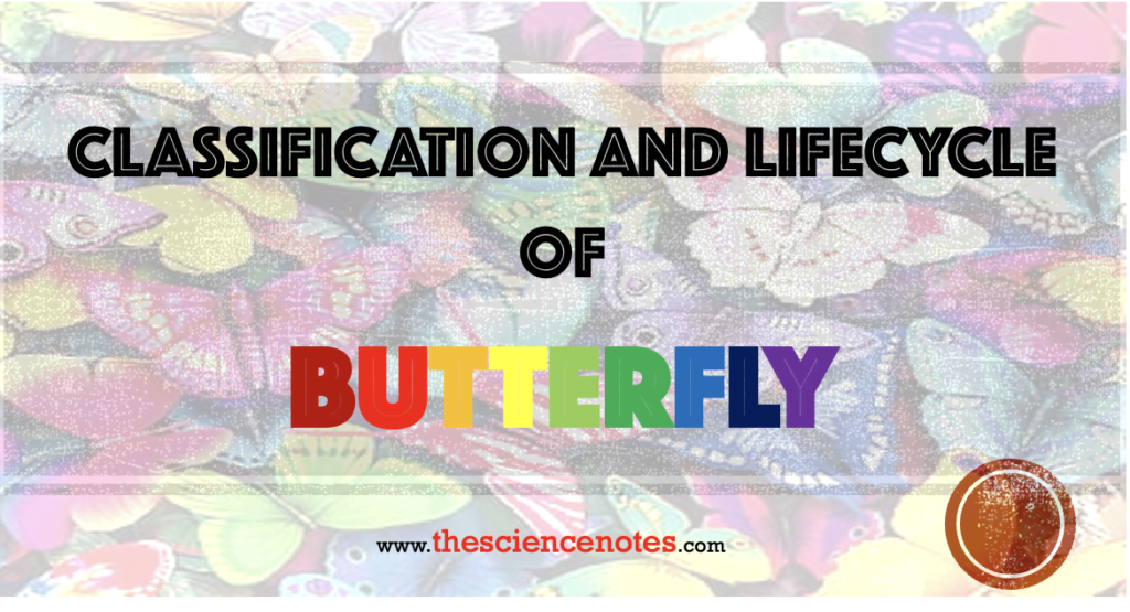 Butterfly Life Cycle Stages Archives The Science Notes Butterfly Life Cycle Stages Archives The Science Notes