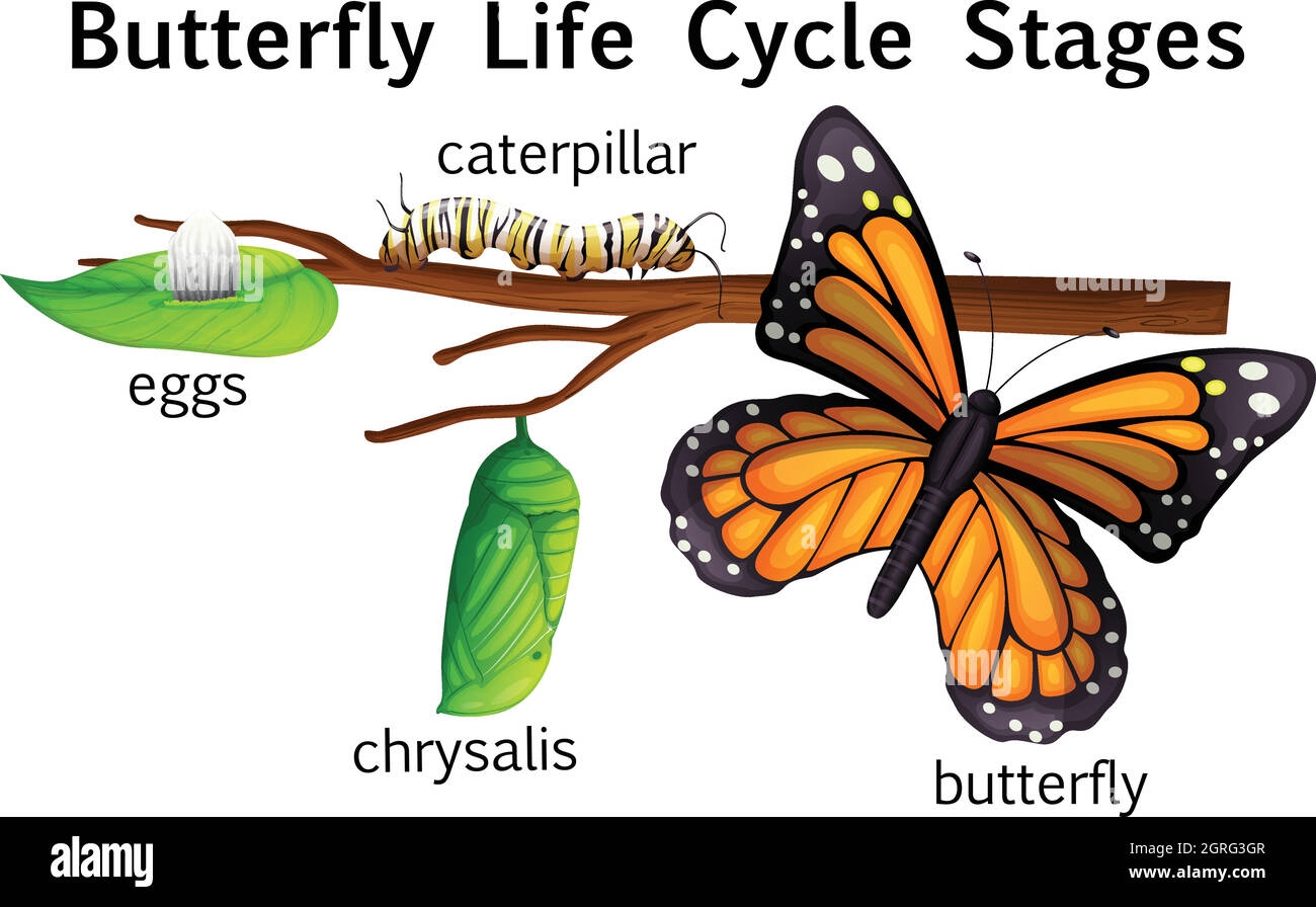 Butterfly Life Cycle Stages Stock Vector Image Art Alamy Butterfly Life Cycle Stages Stock Vector Image Art Alamy