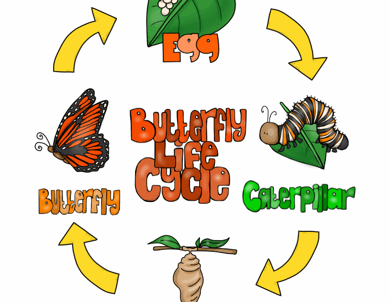Butterfly Life Cycle STEM Activity Carly And Adam