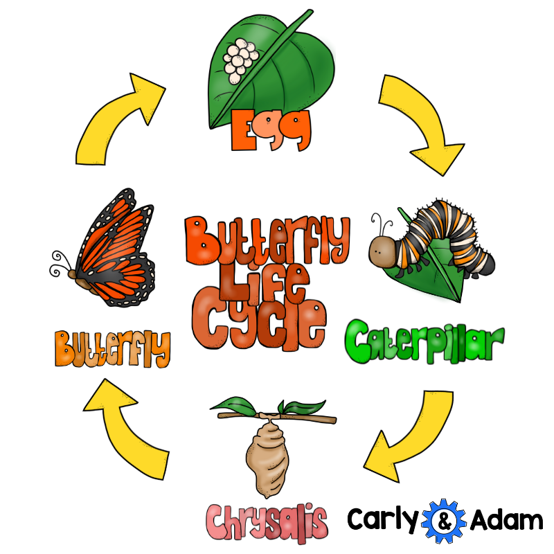 Butterfly Life Cycle STEM Activity Carly And Adam Butterfly Life Cycle STEM Activity Carly And Adam