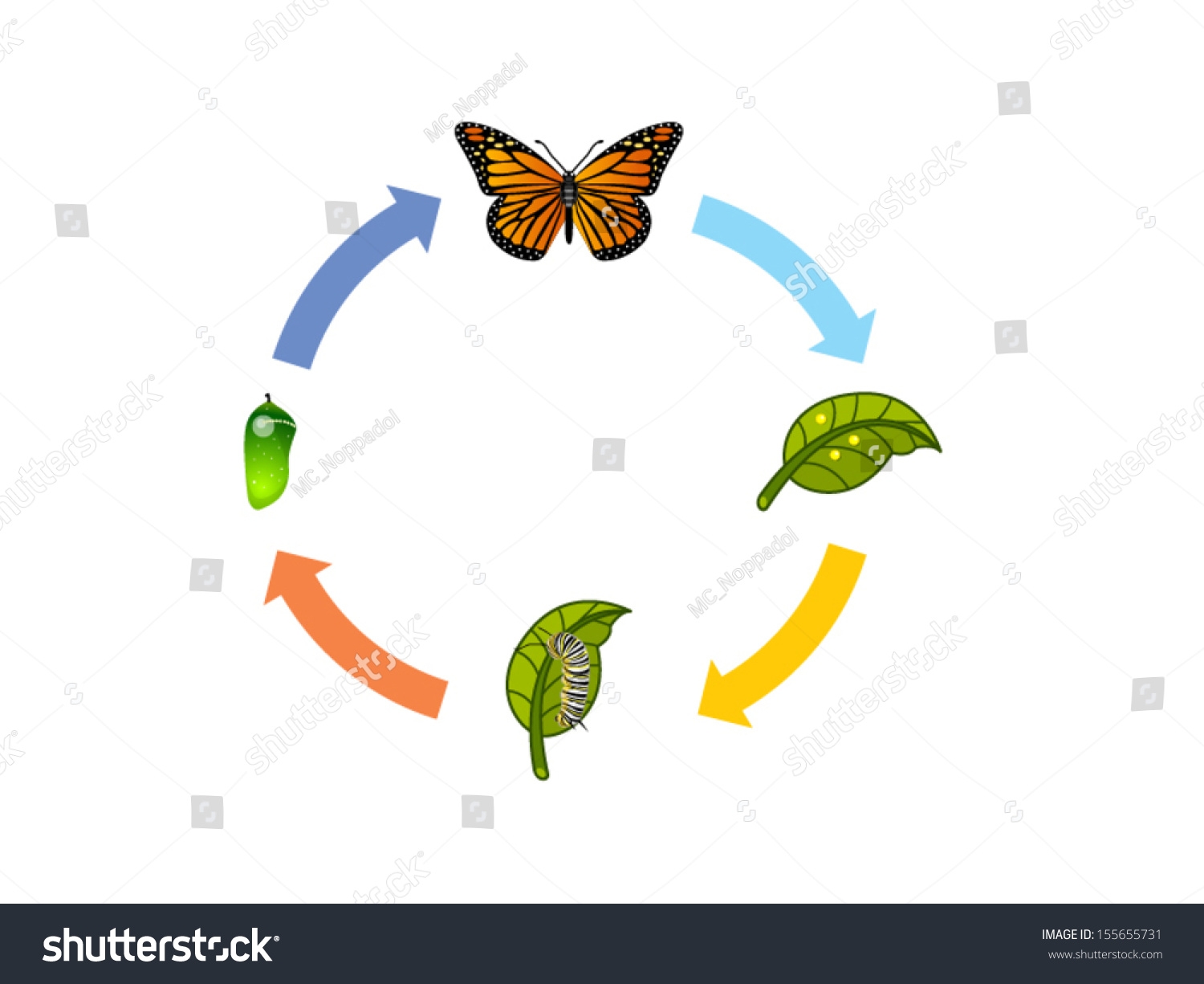 Butterfly Life Cycle Stock Vector Illustration 155655731 Shutterstock Butterfly Life Cycle Stock Vector Illustration 155655731 Shutterstock