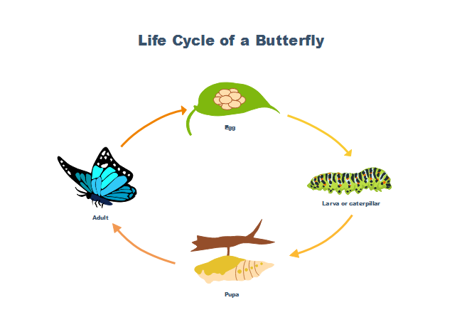 Butterfly Life Cycle Template Flyer Template Butterfly Life Cycle Template Flyer Template