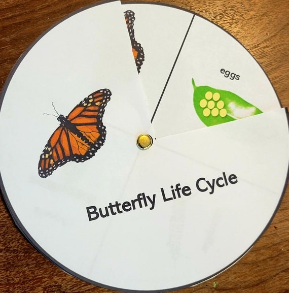 Butterfly Life Cycle Wheel Printable Kids Activity Early Etsy Butterfly Life Cycle Wheel Printable Kids Activity Early Etsy
