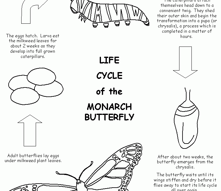 Butterfly Life Cycle Worksheet Printable Worksheets Joy