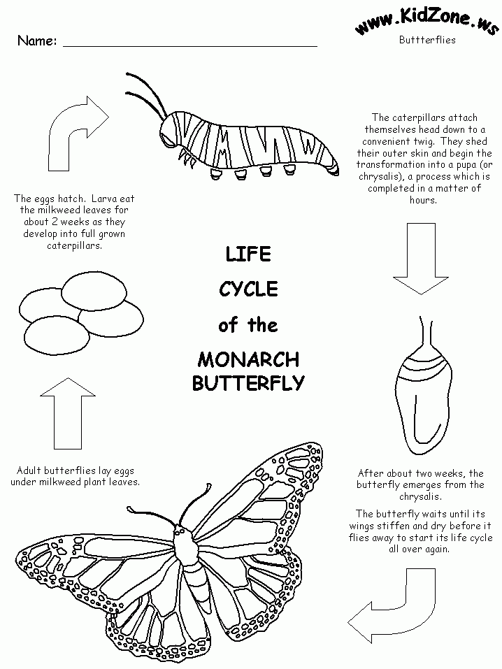 Butterfly Life Cycle Worksheet Printable Worksheets Joy