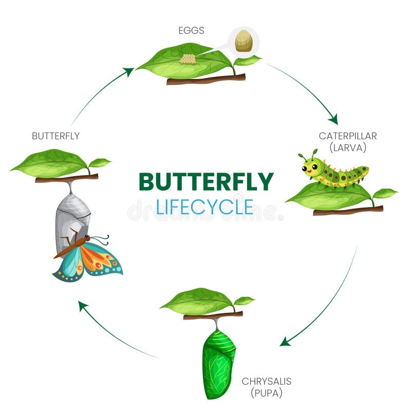 Butterfly LifecycleThe Butterfly Lifecycle From Egg To Elegant Flight Butterfly LifecycleThe Butterfly Lifecycle From Egg To Elegant Flight